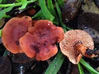 Lactarius rufulus image