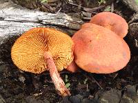 Gymnopilus thiersii image