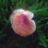 Amanita muscaria image