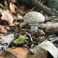 Image of Amanita excelsa