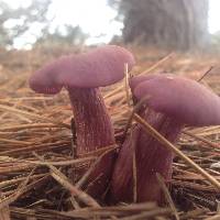 Laccaria amethysteo-occidentalis image