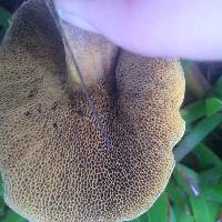 Suillus fuscotomentosus image