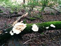 Pleurotus ostreatus image