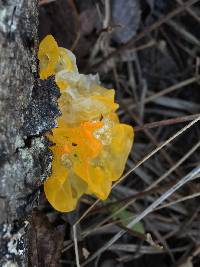 Tremella mesenterica image