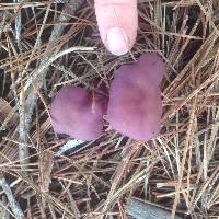 Laccaria amethysteo-occidentalis image