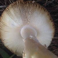 Amanita muscaria image