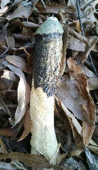 Phallus ravenelii image