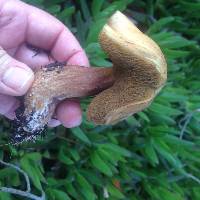 Suillus fuscotomentosus image