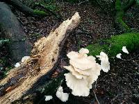 Pleurotus ostreatus image