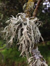 Ramalina leptocarpha image