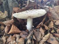 Amanita excelsa image