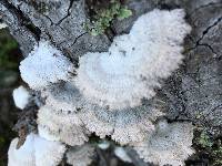 Schizophyllum commune image