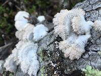 Schizophyllum commune image