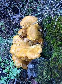 Omphalotus olivascens image