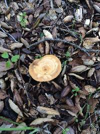 Lactarius alnicola image