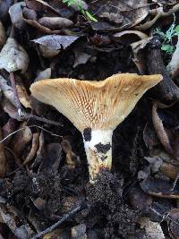 Lactarius alnicola image