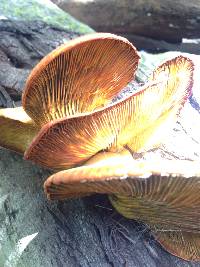 Omphalotus olivascens image