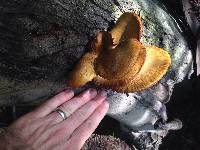 Omphalotus olivascens image