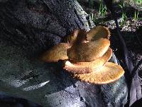 Omphalotus olivascens image