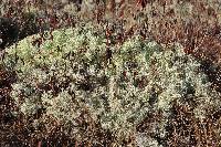 Cladonia portentosa image