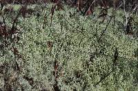 Cladonia portentosa image