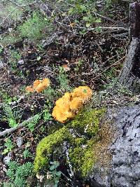 Omphalotus olivascens image