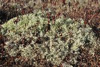 Cladonia portentosa image