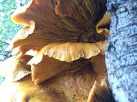 Omphalotus olivascens image