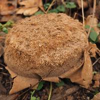 Calvatia gigantea image