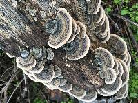 Trametes versicolor image
