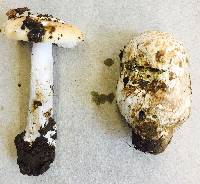 Amanita velosa image