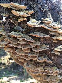 Trametes versicolor image