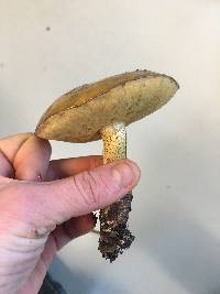 Suillus pungens image