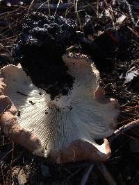 Leucopaxillus gentianeus image