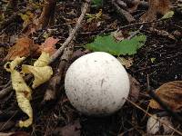 Calvatia gigantea image