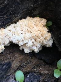 Hericium coralloides image