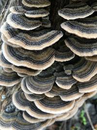 Trametes versicolor image