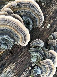 Trametes versicolor image