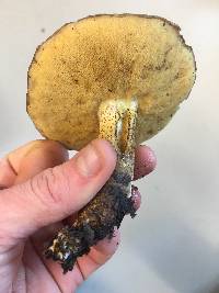 Suillus pungens image