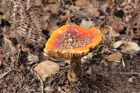 Amanita muscaria image