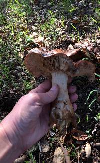 Tricholoma dryophilum image