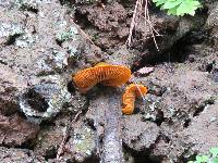 Omphalotus olivascens image