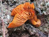 Omphalotus olivascens image