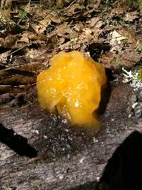 Tremella mesenterica image