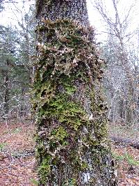 Lobaria pulmonaria image