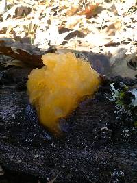 Tremella mesenterica image