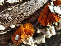 Tremella mesenterica image