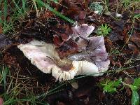 Russula grisea image