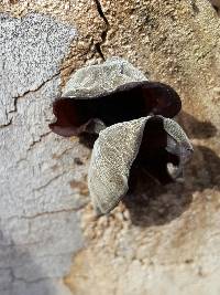 Auricularia auricula-judae image