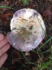 Russula grisea image